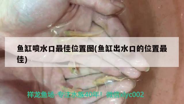 龍魚卵怎么人工孵化 龍魚怎么孵化小魚