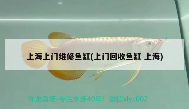 上海上門維修魚缸(上門回收魚缸上海)