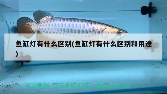 魚缸燈有什么區(qū)別(魚缸燈有什么區(qū)別和用途) 新加坡號半紅龍魚（練手級紅龍魚）