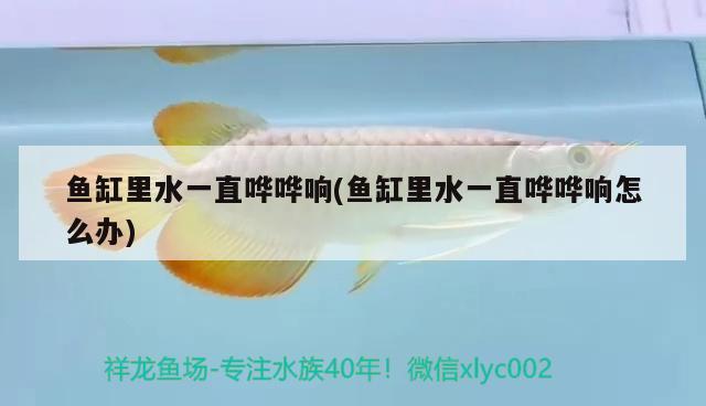 魚(yú)缸里水一直嘩嘩響(魚(yú)缸里水一直嘩嘩響怎么辦) 黑白雙星魚(yú)