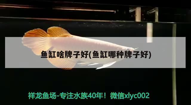 魚缸啥牌子好(魚缸哪種牌子好) 杰西卡恐龍魚