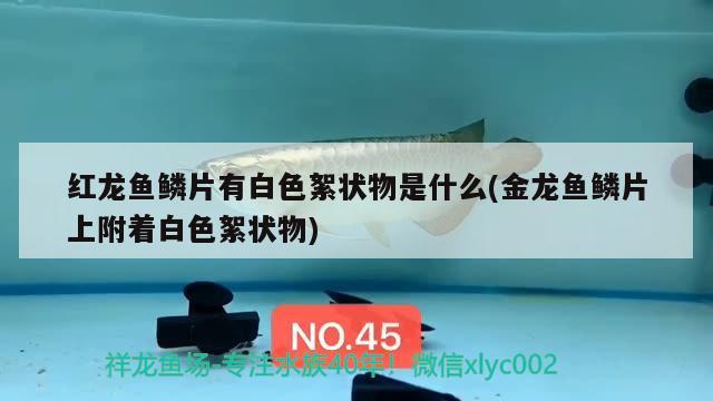 硝化細(xì)菌怎么用在魚(yú)缸水質(zhì)（硝化細(xì)菌在魚(yú)缸里起什么作用）