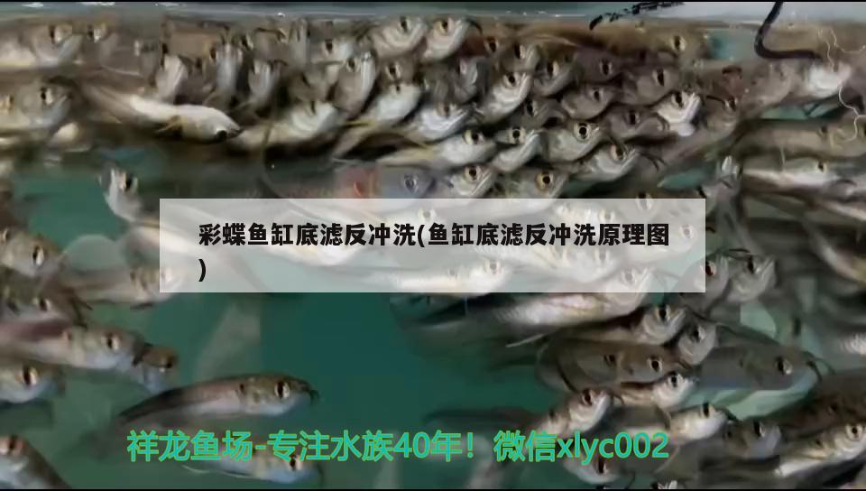 彩蝶魚缸底濾反沖洗(魚缸底濾反沖洗原理圖) 水族維護服務(wù)（上門） 第2張