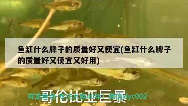 魚缸什么牌子的質(zhì)量好又便宜(魚缸什么牌子的質(zhì)量好又便宜又好用)