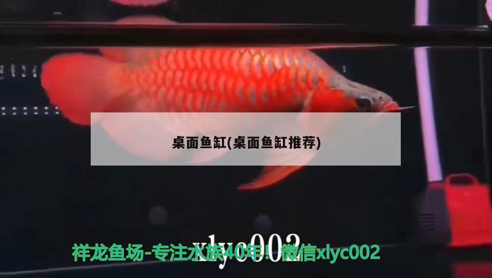 銀龍不吃魚糧只吃活魚怎么辦（銀龍不吃魚糧只吃活魚怎么辦） 銀龍魚 第1張