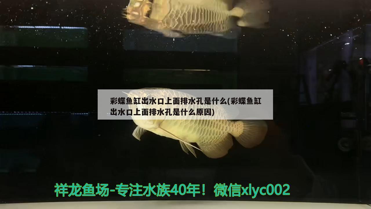 彩蝶魚缸出水口上面排水孔是什么(彩蝶魚缸出水口上面排水孔是什么原因) 野彩魚