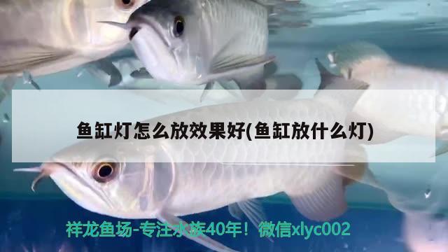 魚(yú)缸燈怎么放效果好(魚(yú)缸放什么燈) 伊巴卡魚(yú)