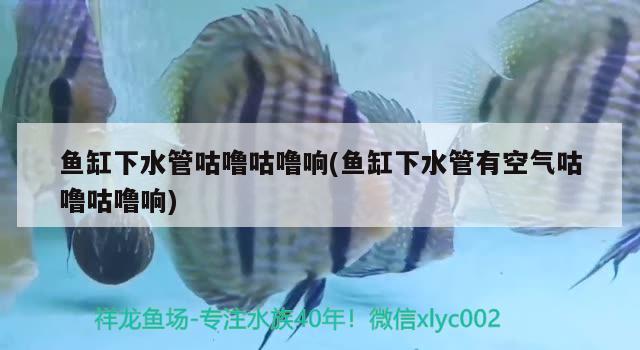 寵物金絲毛犬小狗圖片(金絲小狗圖片大全) 元寶鳳凰魚 第2張