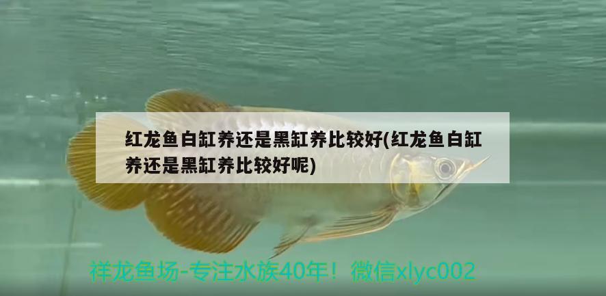 紅龍魚白缸養(yǎng)還是黑缸養(yǎng)比較好(紅龍魚白缸養(yǎng)還是黑缸養(yǎng)比較好呢) 黃吉金龍（白子金龍魚）