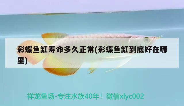 彩蝶魚缸壽命多久正常(彩蝶魚缸到底好在哪里) 福虎/異型虎魚/純色虎魚