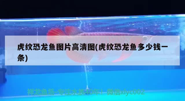 魚缸尺寸有風水講究嗎視頻(風水魚缸的尺寸有什么講究) 魚缸風水