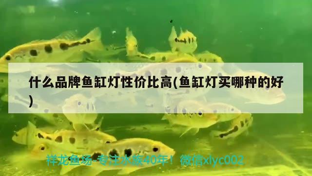 魚(yú)缸牌子玻璃膠哪個(gè)好點(diǎn)(魚(yú)缸玻璃膠哪個(gè)品牌好)