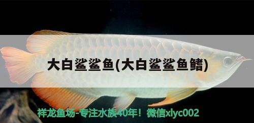 大白鯊鯊魚(大白鯊鯊魚鰭) 野生地圖魚