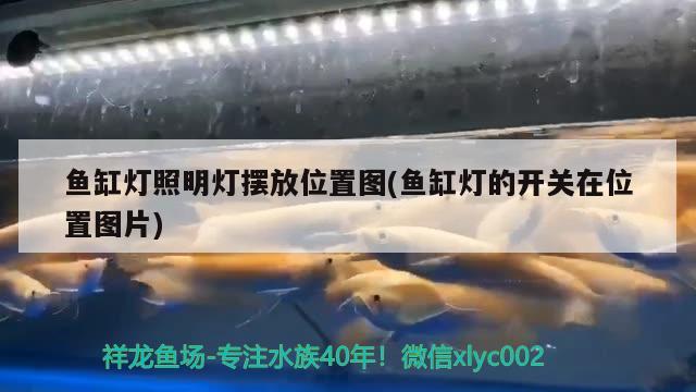 魚缸燈照明燈擺放位置圖(魚缸燈的開關(guān)在位置圖片)