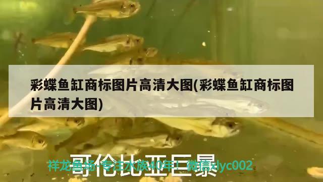 彩蝶魚缸商標圖片高清大圖(彩蝶魚缸商標圖片高清大圖) 純血皇冠黑白魟魚