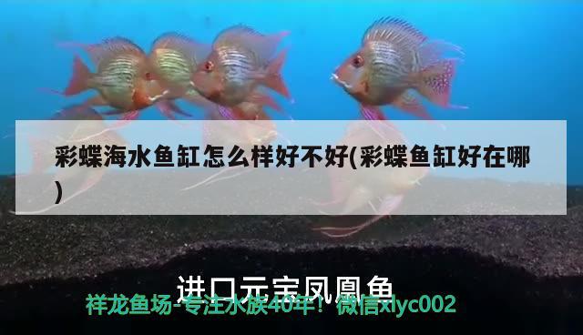 彩蝶海水魚缸怎么樣好不好(彩蝶魚缸好在哪)