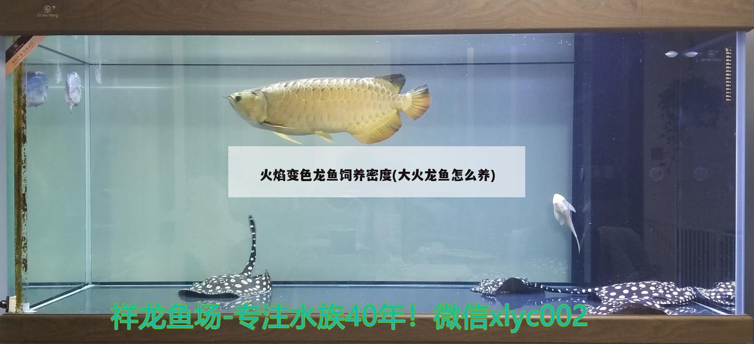 火焰變色龍魚飼養(yǎng)密度(大火龍魚怎么養(yǎng))