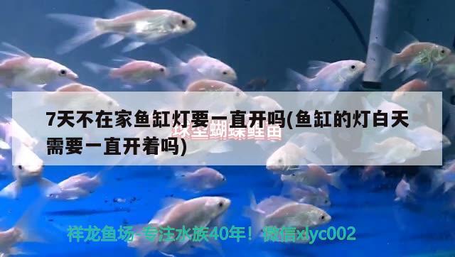 7天不在家魚缸燈要一直開嗎(魚缸的燈白天需要一直開著嗎)