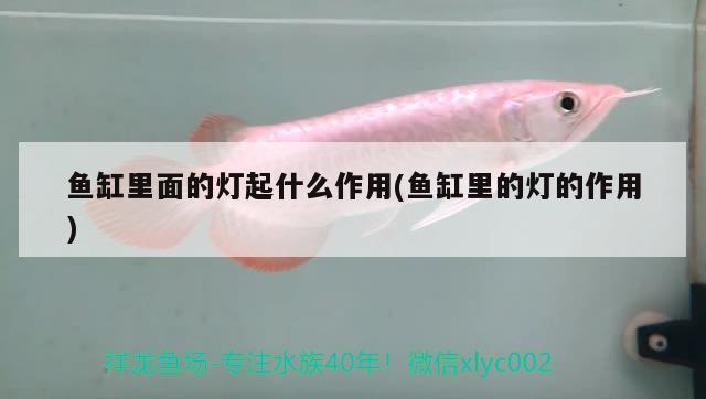 魚缸里面的燈起什么作用(魚缸里的燈的作用)