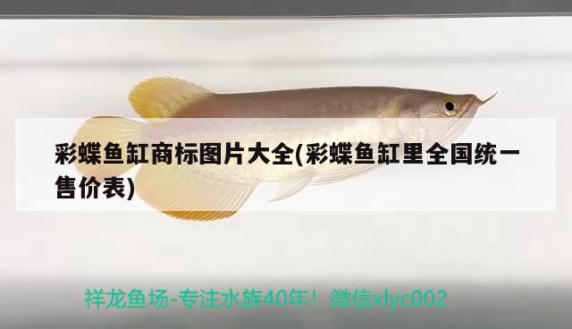 紅龍金龍魚圖片大全大圖(紅龍金龍魚圖片大全大圖) 黃金達摩魚