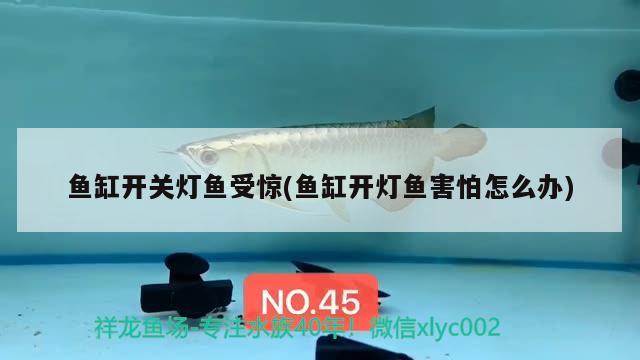 魚缸開關(guān)燈魚受驚(魚缸開燈魚害怕怎么辦) 黑白雙星魚 第2張