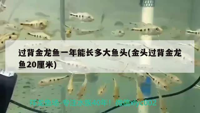 過背金龍魚一年能長多大魚頭(金頭過背金龍魚20厘米) 金龍魚百科