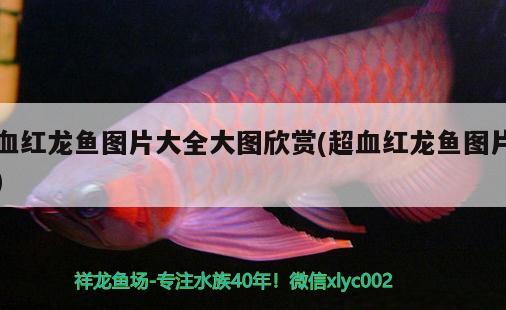 血紅龍魚圖片大全大圖欣賞(超血紅龍魚圖片)