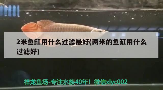 廣州魚缸批發(fā)市場國際二人轉龍魚