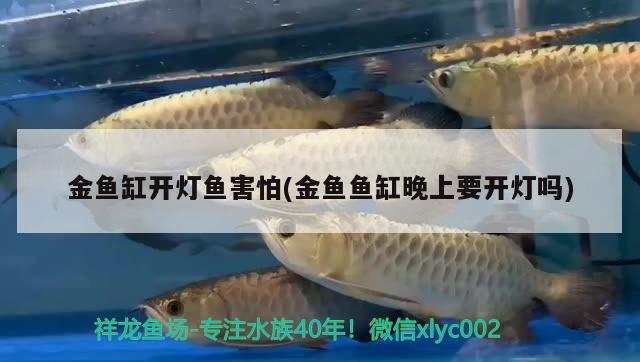 金魚缸開燈魚害怕(金魚魚缸晚上要開燈嗎) 養(yǎng)魚知識