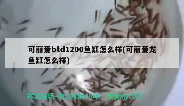 可麗愛btd1200魚缸怎么樣(可麗愛龍魚缸怎么樣) 黃金達(dá)摩魚