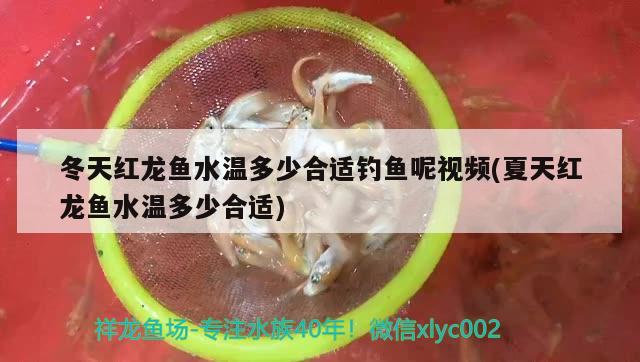 冬天紅龍魚水溫多少合適釣魚呢視頻(夏天紅龍魚水溫多少合適)