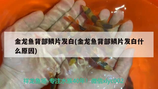 金龍魚背部鱗片發(fā)白(金龍魚背部鱗片發(fā)白什么原因)