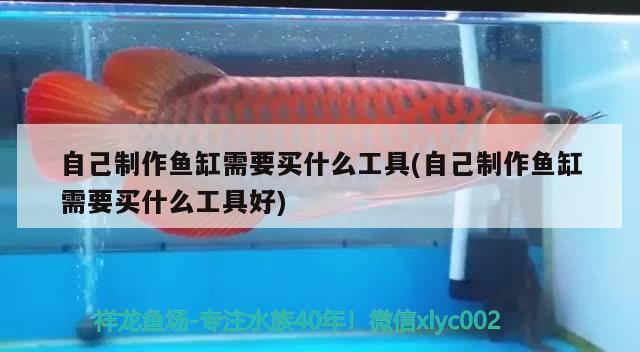 著迷嗎？ 狗仔（招財(cái)貓)魚(yú)苗 第3張