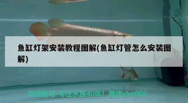 魚缸燈架安裝教程圖解(魚缸燈管怎么安裝圖解) 巨骨舌魚