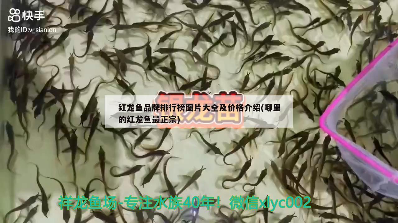 紅龍魚品牌排行榜圖片大全及價格介紹(哪里的紅龍魚最正宗) 高背金龍魚