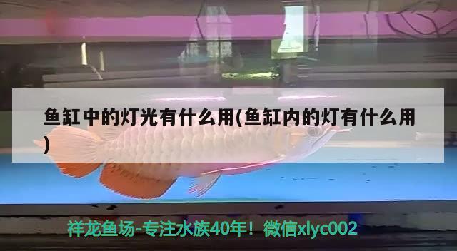 魚缸中的燈光有什么用(魚缸內(nèi)的燈有什么用)