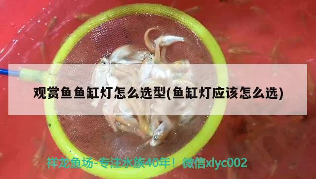 觀賞魚(yú)魚(yú)缸燈怎么選型(魚(yú)缸燈應(yīng)該怎么選)