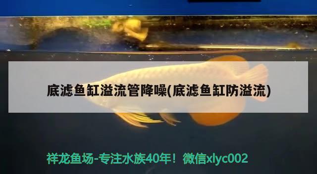 呼市魚缸維修電話（呼和浩特軟裝哪里賣） 大白鯊魚 第2張