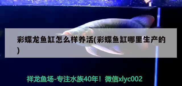 彩蝶龍魚缸怎么樣養(yǎng)活(彩蝶魚缸哪里生產(chǎn)的) 黃吉金龍（白子金龍魚）