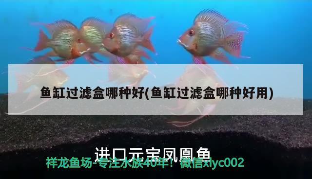 龍魚沉缸的解決辦法(龍魚撞缸沉底怎么辦)