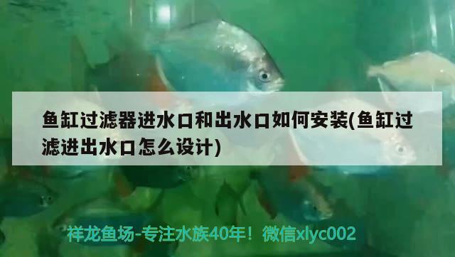 金龍魚怎么養(yǎng)上色好，金龍魚怎么養(yǎng)身上好（金龍魚發(fā)色需要什么條件） 祥龍藍(lán)珀金龍魚 第3張