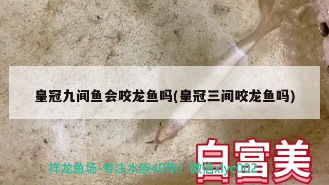 皇冠九間魚會咬龍魚嗎(皇冠三間咬龍魚嗎)