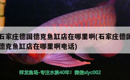 魚缸換氣怎么做的 魚缸換氣怎么做的視頻 養(yǎng)魚的好處 第3張