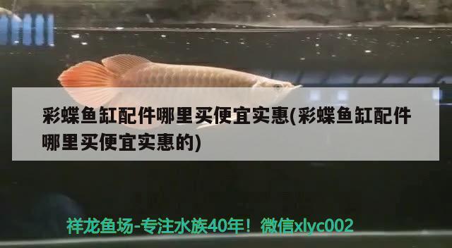 非洲黑龍魚能長(zhǎng)多大(黑眼恐龍魚能長(zhǎng)多大)