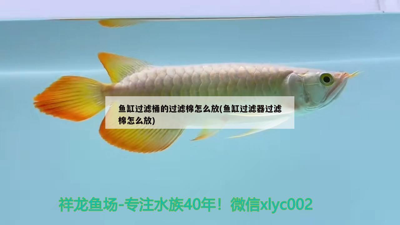 魚缸過濾桶的過濾棉怎么放(魚缸過濾器過濾棉怎么放)