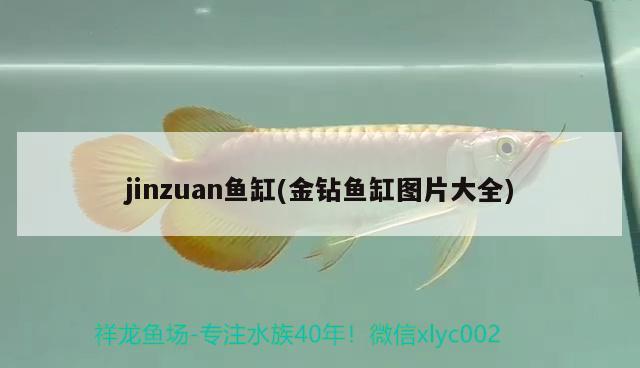 jinzuan魚缸(金鉆魚缸圖片大全)