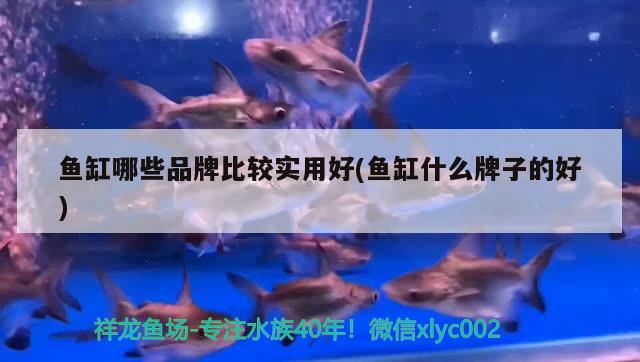 魚缸哪些品牌比較實(shí)用好(魚缸什么牌子的好) 高背金龍魚