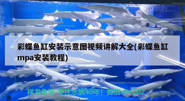 龍魚圖片大全圖片高清壁紙可愛卡通(龍魚圖片頭像)