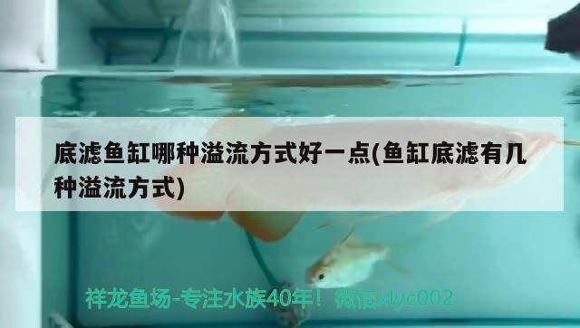 金龍魚吉祥語怎么說的（金龍魚的分類） 稀有金龍魚 第3張