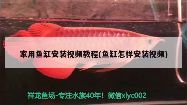 家用魚缸安裝視頻教程(魚缸怎樣安裝視頻) 紅龍專用魚糧飼料